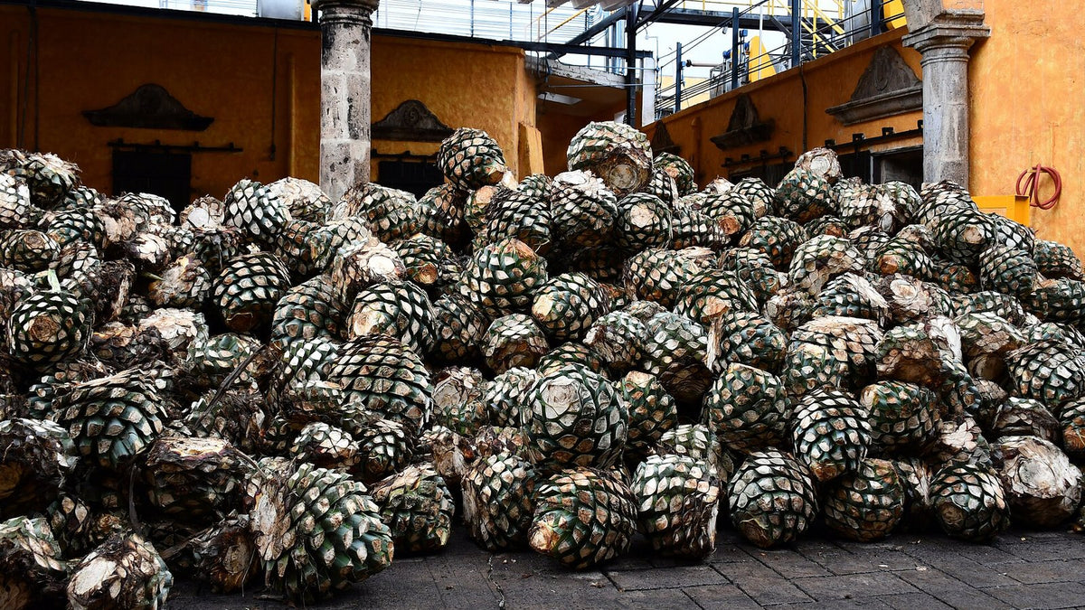 A large pile of harvested agave piñas stacked in the courtyard of a tequila distillery.