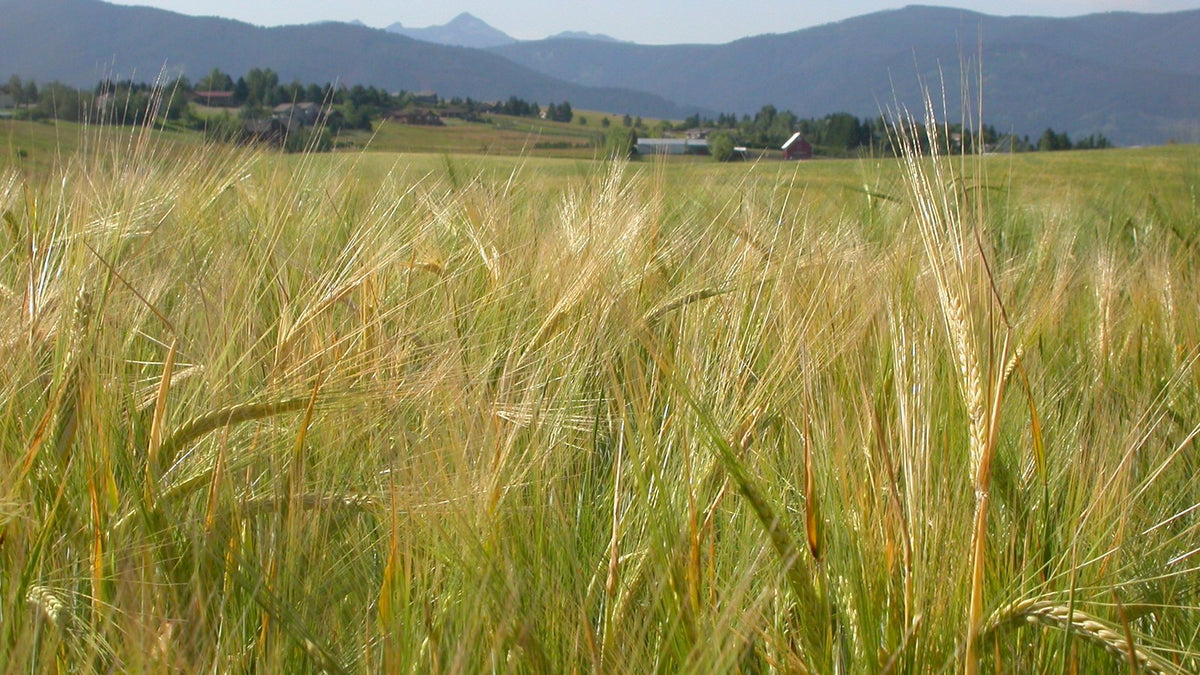 Ripening barley heads in a Montana field with a farmstead and mountains behind.