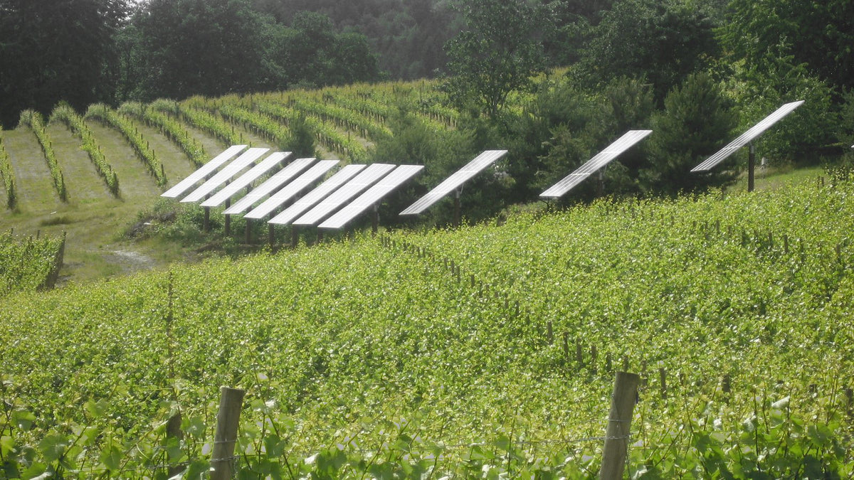 A row of solar panels set among green vine rows on a hillside vineyard in Oregon.