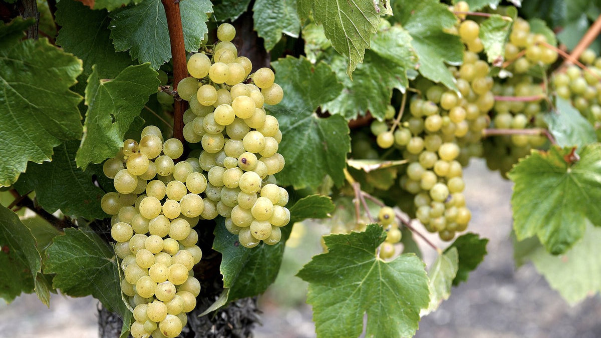 Plump bunches of pale green Chardonnay grapes hanging among vine leaves.