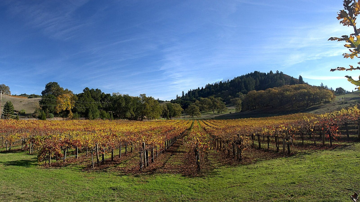 A panoramic California vineyard in autumn colour, with oak-covered hills under a blue sky in Mendocino County.