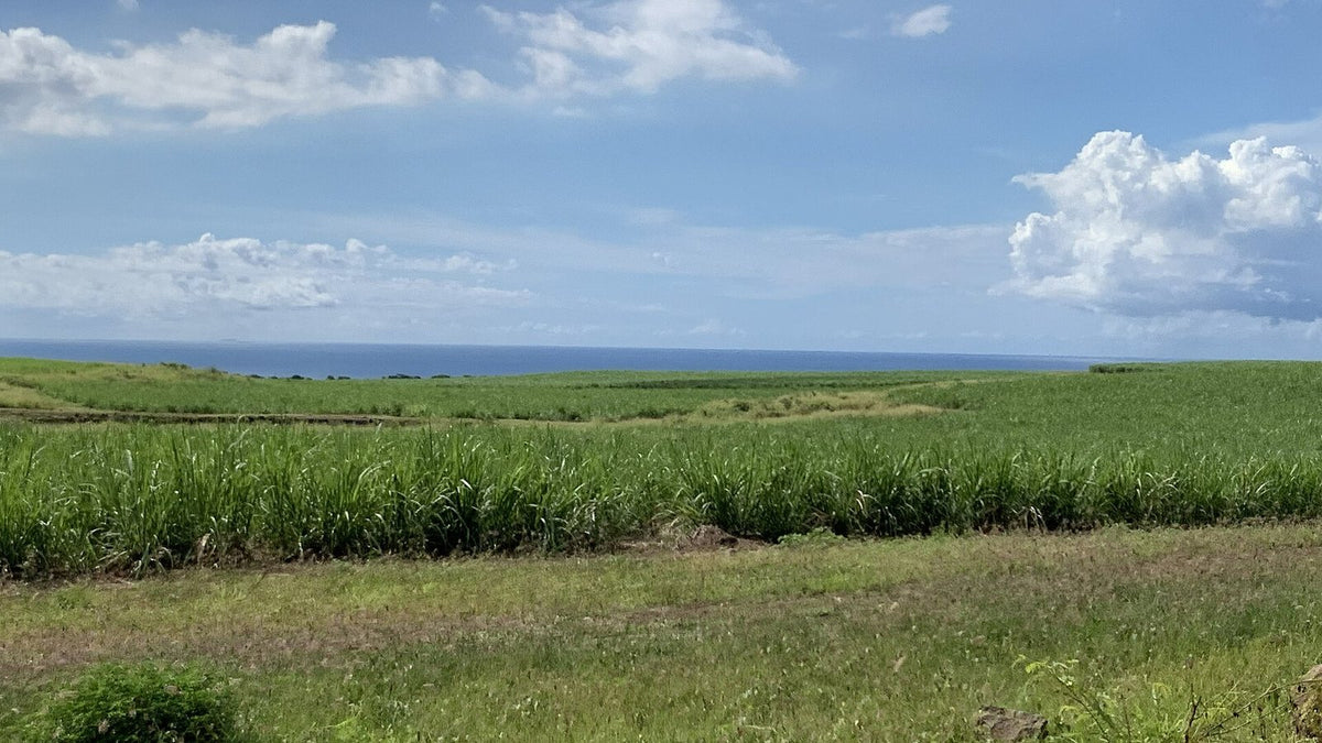 Sugarcane field running down to the sea under a blue sky near Bambous, Mauritius.