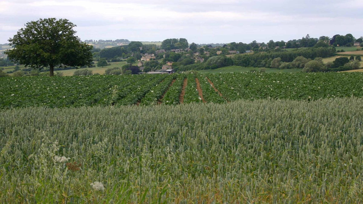 A field of green wheat in front of flowering potato rows, with a Cotswold village and a lone oak beyond.