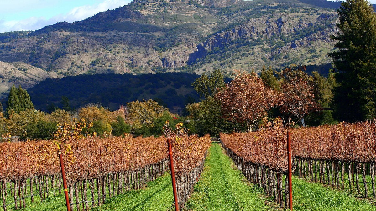 Autumn-coloured vineyard rows in Napa Valley with a forested mountain rising behind.