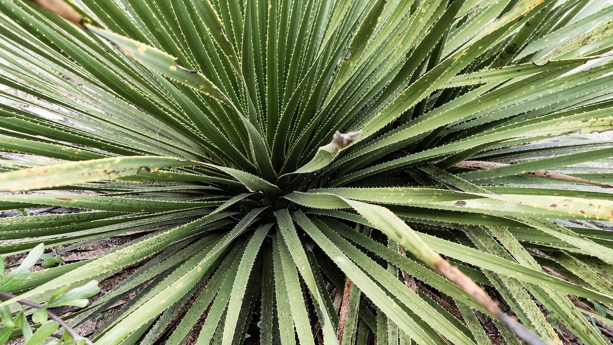 The spiky, narrow-leaved rosette of a green sotol (Dasylirion) plant seen from above.