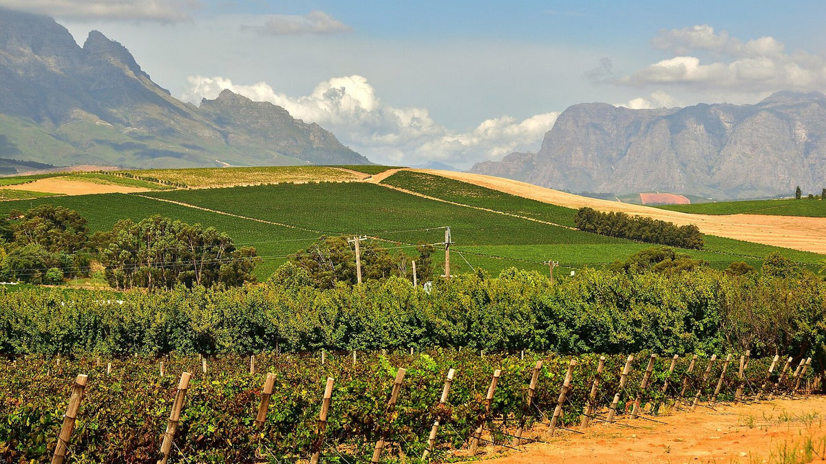 Vineyard rows in Stellenbosch, South Africa, with jagged mountains rising behind under a bright sky.