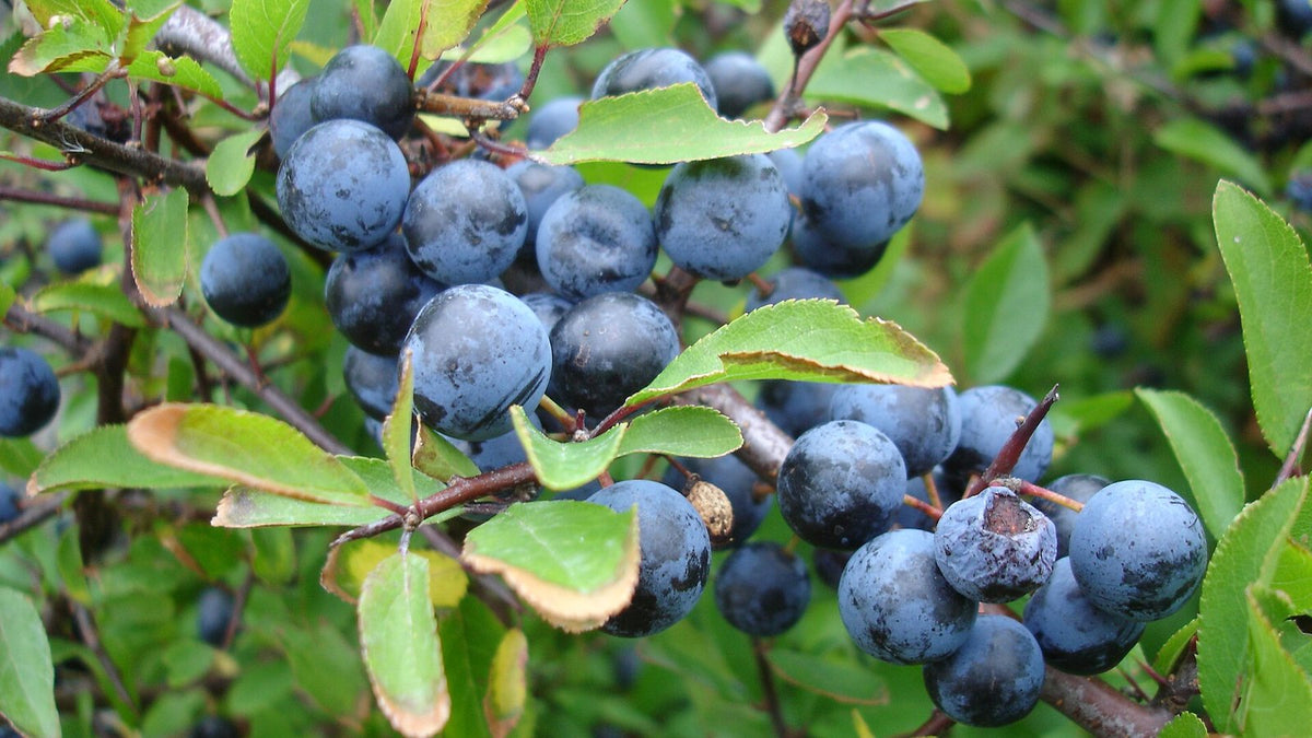 A cluster of ripe blue-black sloes among green leaves on a blackthorn branch.