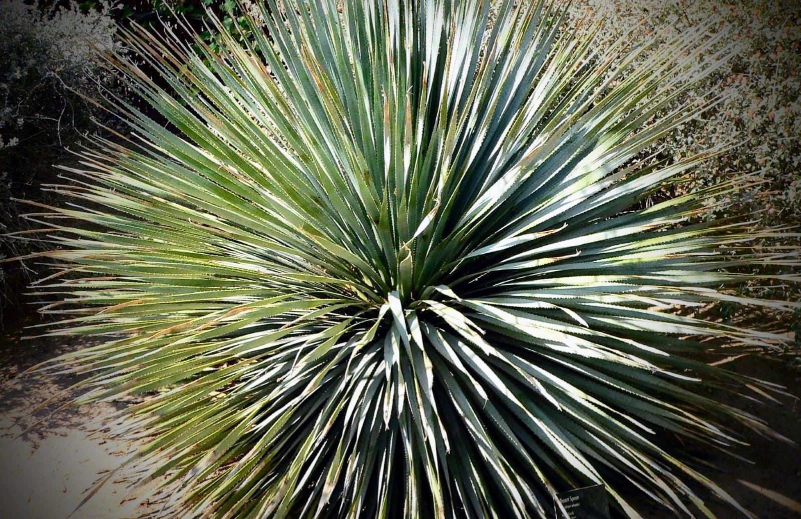 What is Sotol? All About The Desert Spoon Spirit