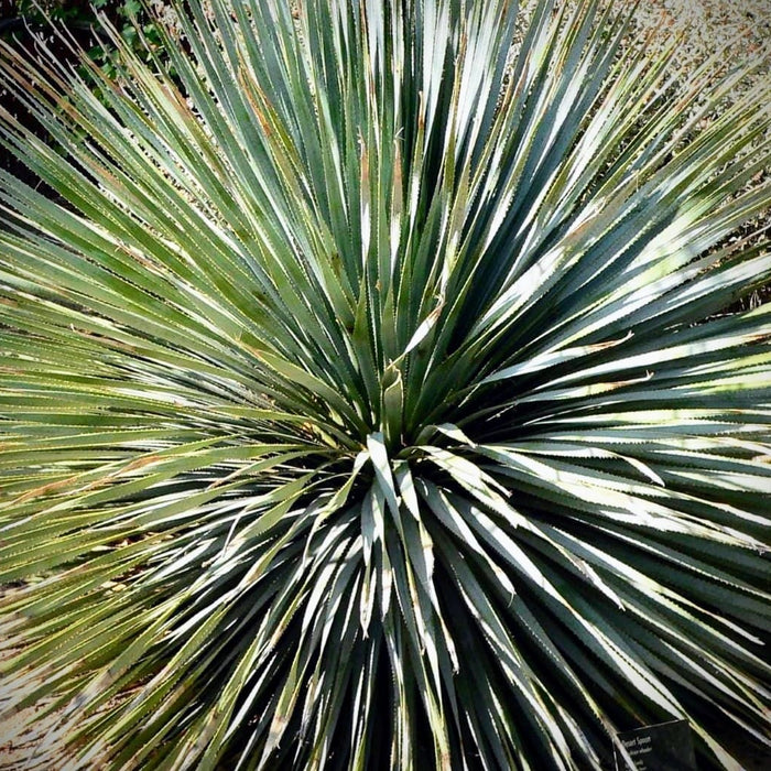 What is Sotol? All About The Desert Spoon Spirit