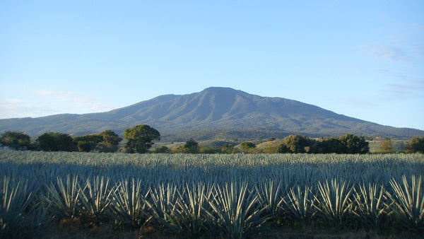 Rows of blue agave in a field below the Tequila volcano in Jalisco under a clear sky.