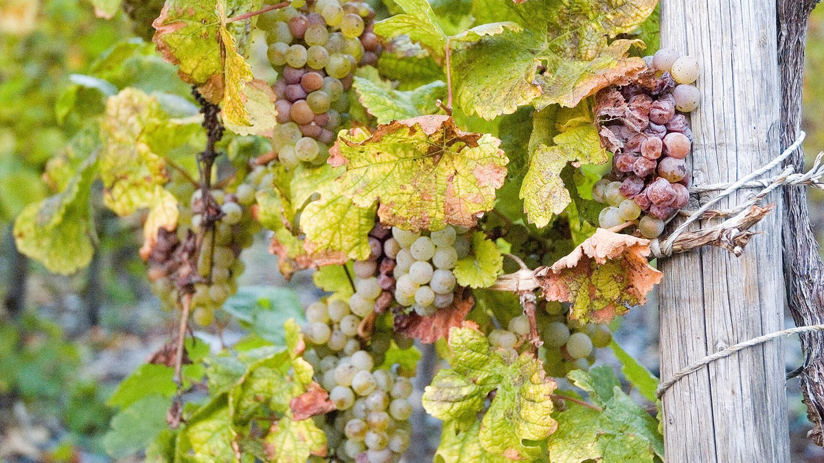 Close view of Riesling grape bunches shrivelled and dusted with noble rot on the vine beside a wooden stake.