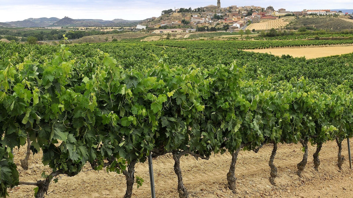 Rows of bush-trained vines in Rioja leading toward the hilltop village of Briones.