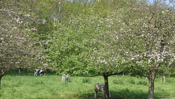 Blossoming apple trees in a grassy Normandy orchard with dairy cows grazing beneath them.