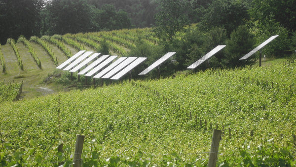 A row of solar panels set among green vine rows on a hillside vineyard in Oregon.