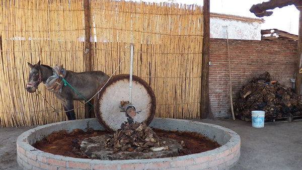 A stone tahona wheel crushing roasted agave in a brick-ringed pit, with a horse harnessed to turn it, in Mitla, Oaxaca.