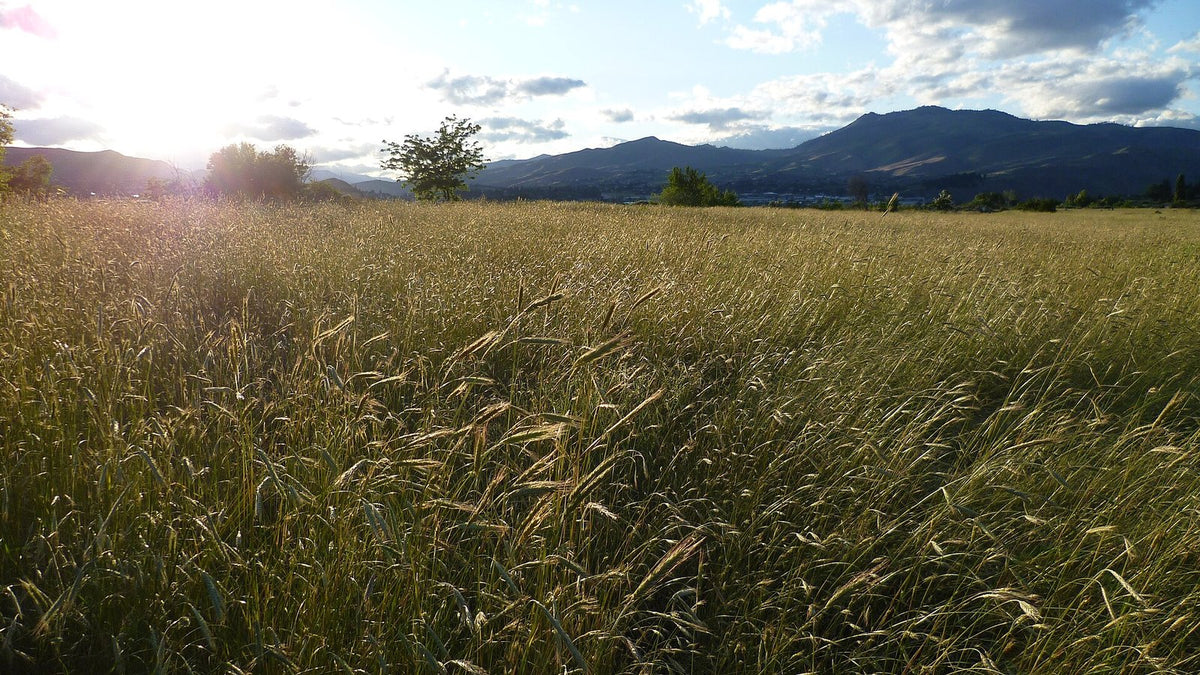A field of rye grass glowing in low sun, with mountains on the horizon.