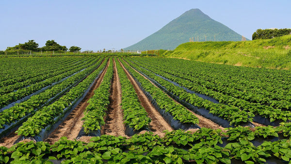 Rows of sweet potato plants in a field in Ibusuki, Kagoshima, with the cone of Mount Kaimon behind.