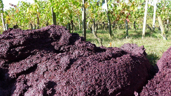 A heap of purple grape pomace, the skins and seeds left after pressing, beside a row of vines.