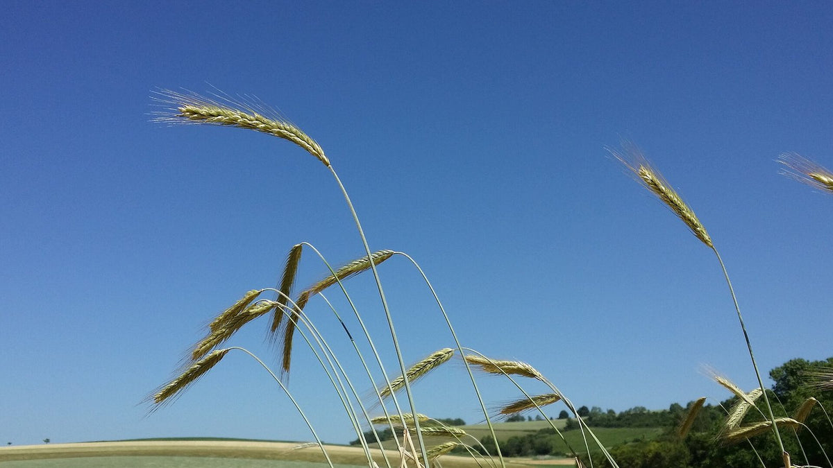 Ripening rye ears bending against a deep blue sky above rolling fields.