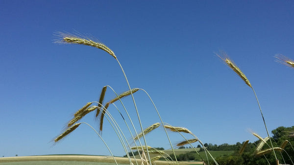 Ripening rye ears bending against a deep blue sky above rolling fields.