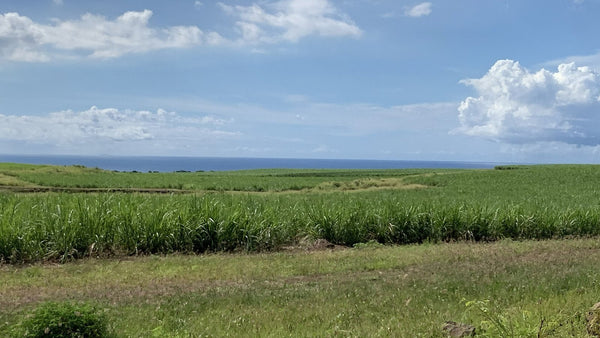Sugarcane field running down to the sea under a blue sky near Bambous, Mauritius.