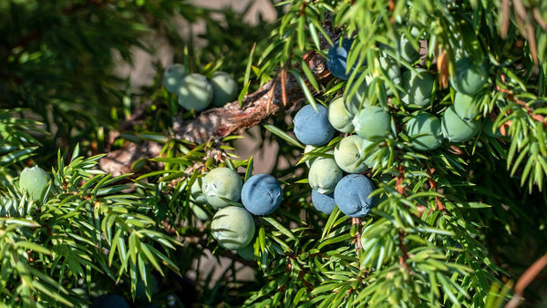 Blue ripe and green unripe juniper berries clustered on a needled common juniper branch.