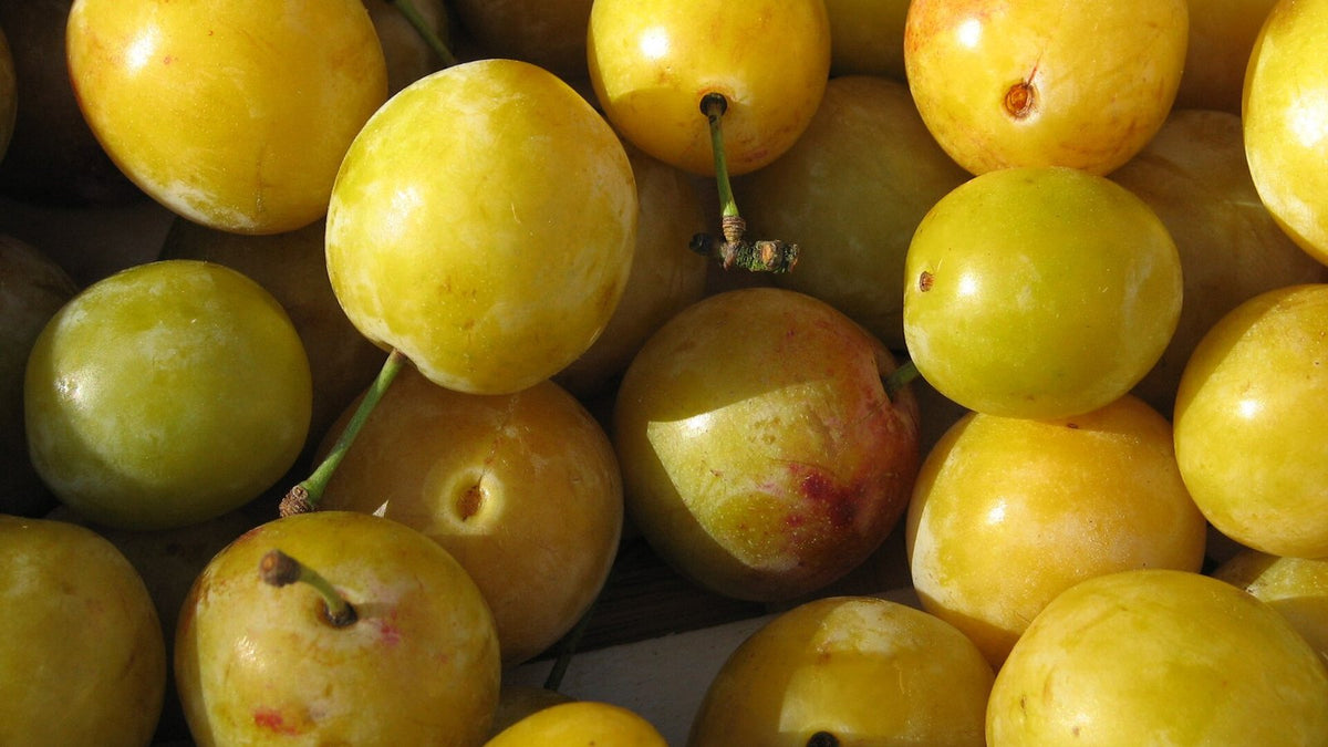 A close-up pile of ripe golden mirabelle plums.