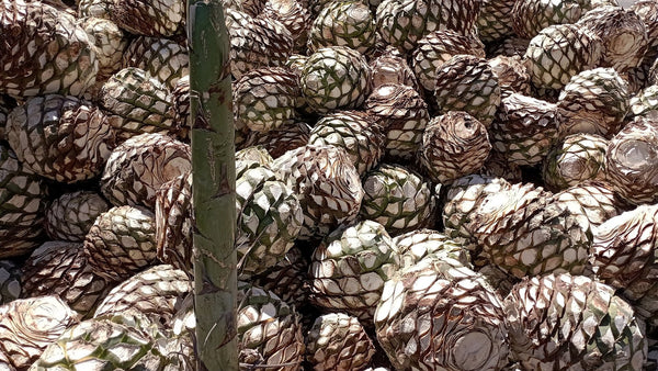 A large pile of harvested, trimmed agave hearts (piñas) waiting to be cooked.