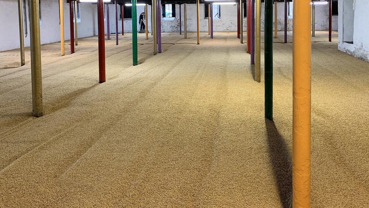 Malted barley spread across a traditional malting floor between coloured support columns.