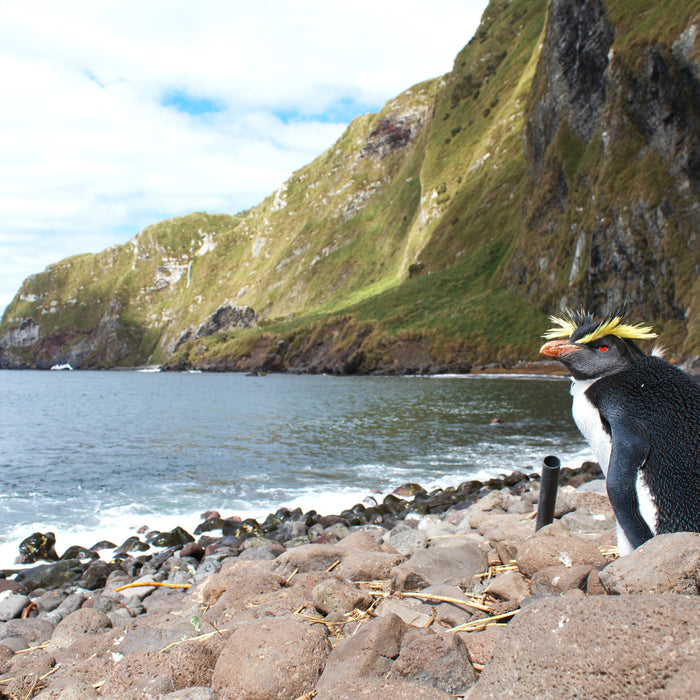 Rockhopper Rum... But Why The Angry Penguin?