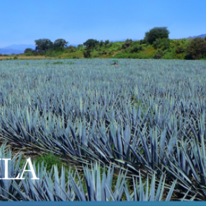 Welcoming 4 Copas Tequila To The TIPXY Platform!