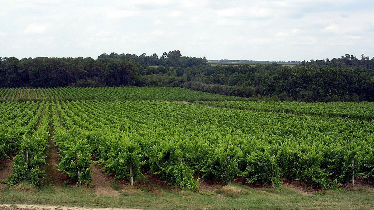 Long rows of green grapevines stretching toward a tree line under a pale sky in the Armagnac countryside.