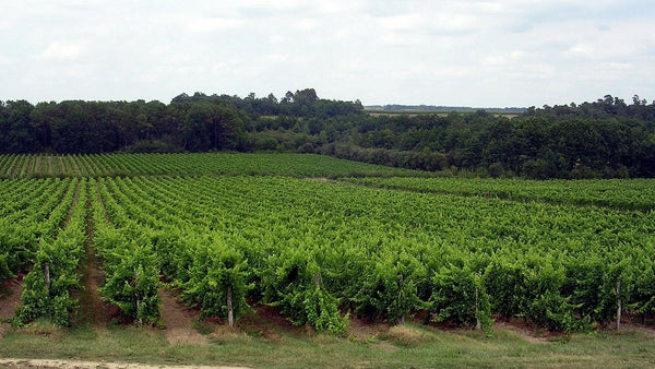 Long rows of green grapevines stretching toward a tree line under a pale sky in the Armagnac countryside.