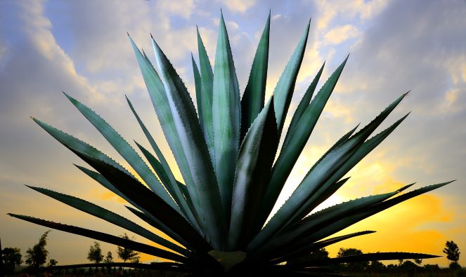 Agave plant used for mezcal in desert backlit by sunset.