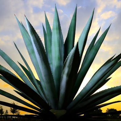 Agave plant used for mezcal in desert backlit by sunset.