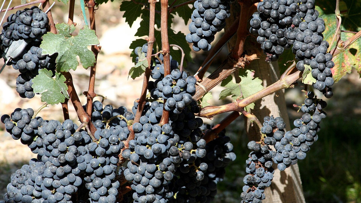 Dense clusters of ripe Cabernet Sauvignon grapes hanging among vine leaves in a Bordeaux vineyard.