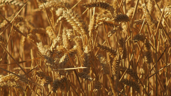Close-up of ripe golden wheat ears in a field.