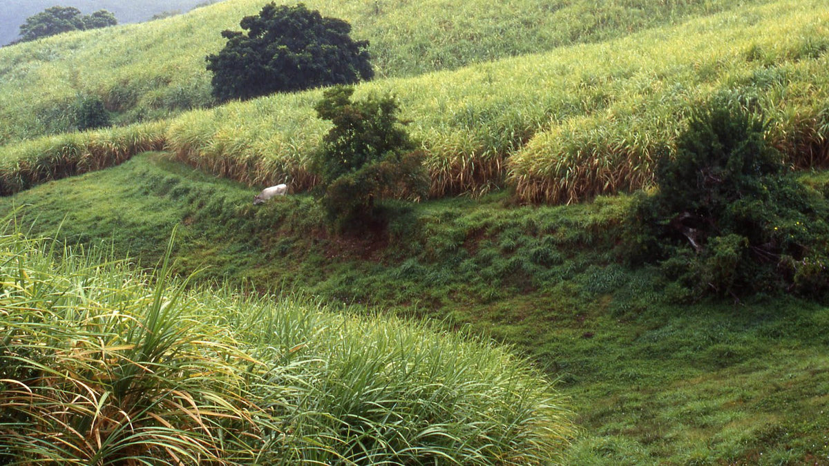 Green sugarcane growing on rolling hillsides in Martinique.