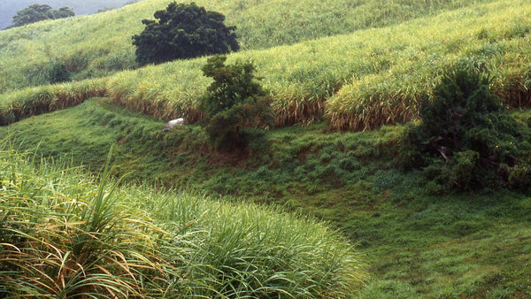 Green sugarcane growing on rolling hillsides in Martinique.