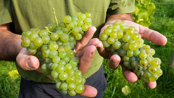 Cupped hands holding two freshly picked bunches of green wine grapes in a vineyard.