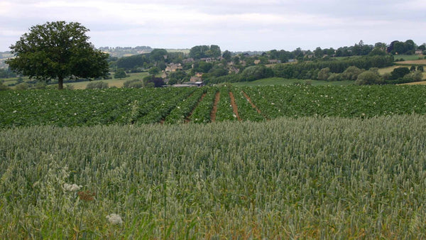 A field of green wheat in front of flowering potato rows, with a Cotswold village and a lone oak beyond.