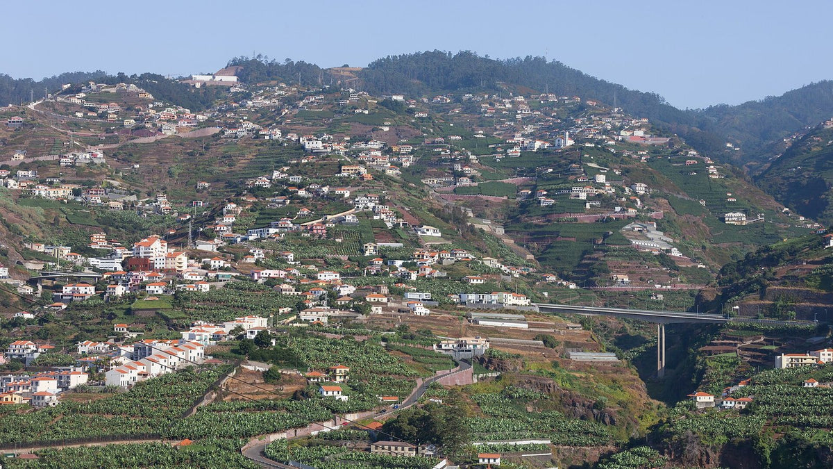 Terraced plots and houses climbing the steep green hillsides above Funchal on the island of Madeira.