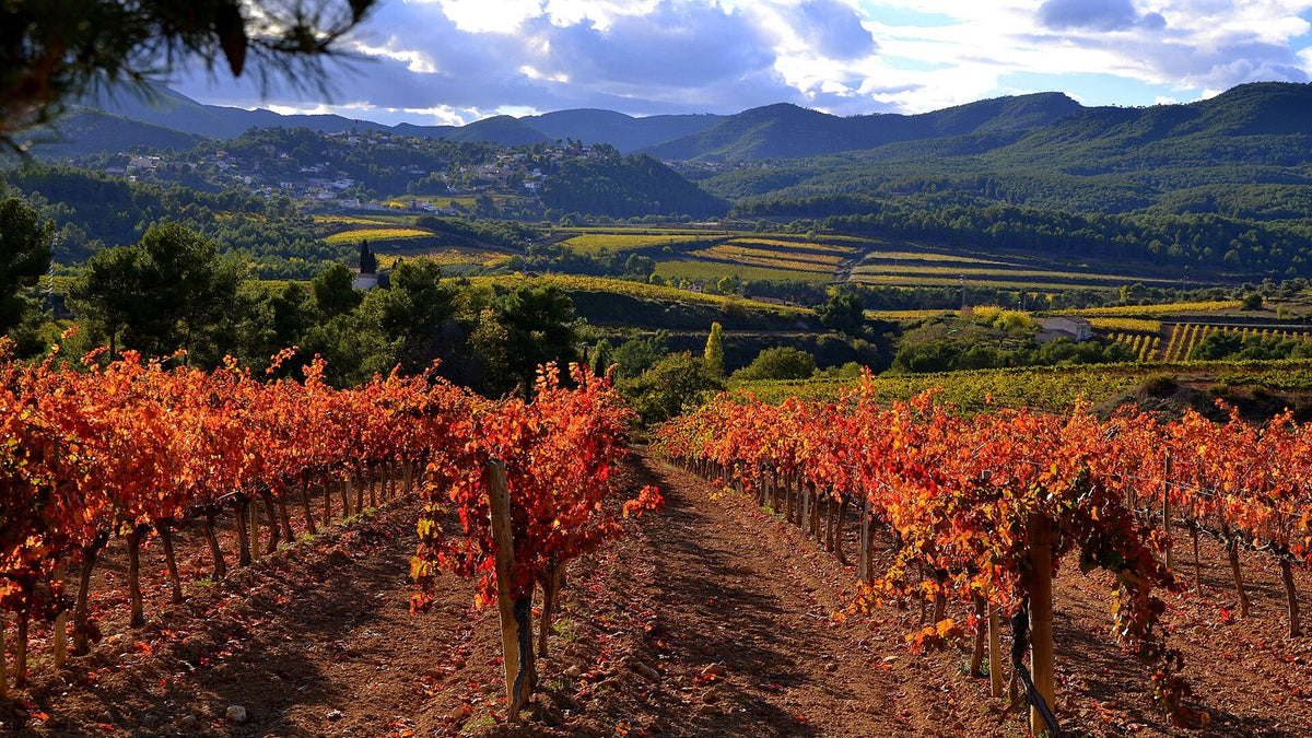 Rows of vines in autumn red and orange running toward wooded hills in the Alt Penedès, Catalonia.