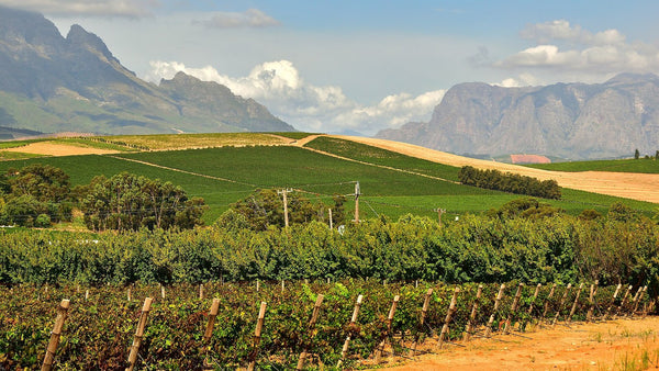 Vineyard rows in Stellenbosch, South Africa, with jagged mountains rising behind under a bright sky.